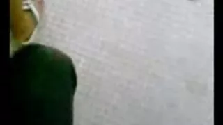 बिल्ली श्यामा अजनबी कोबो